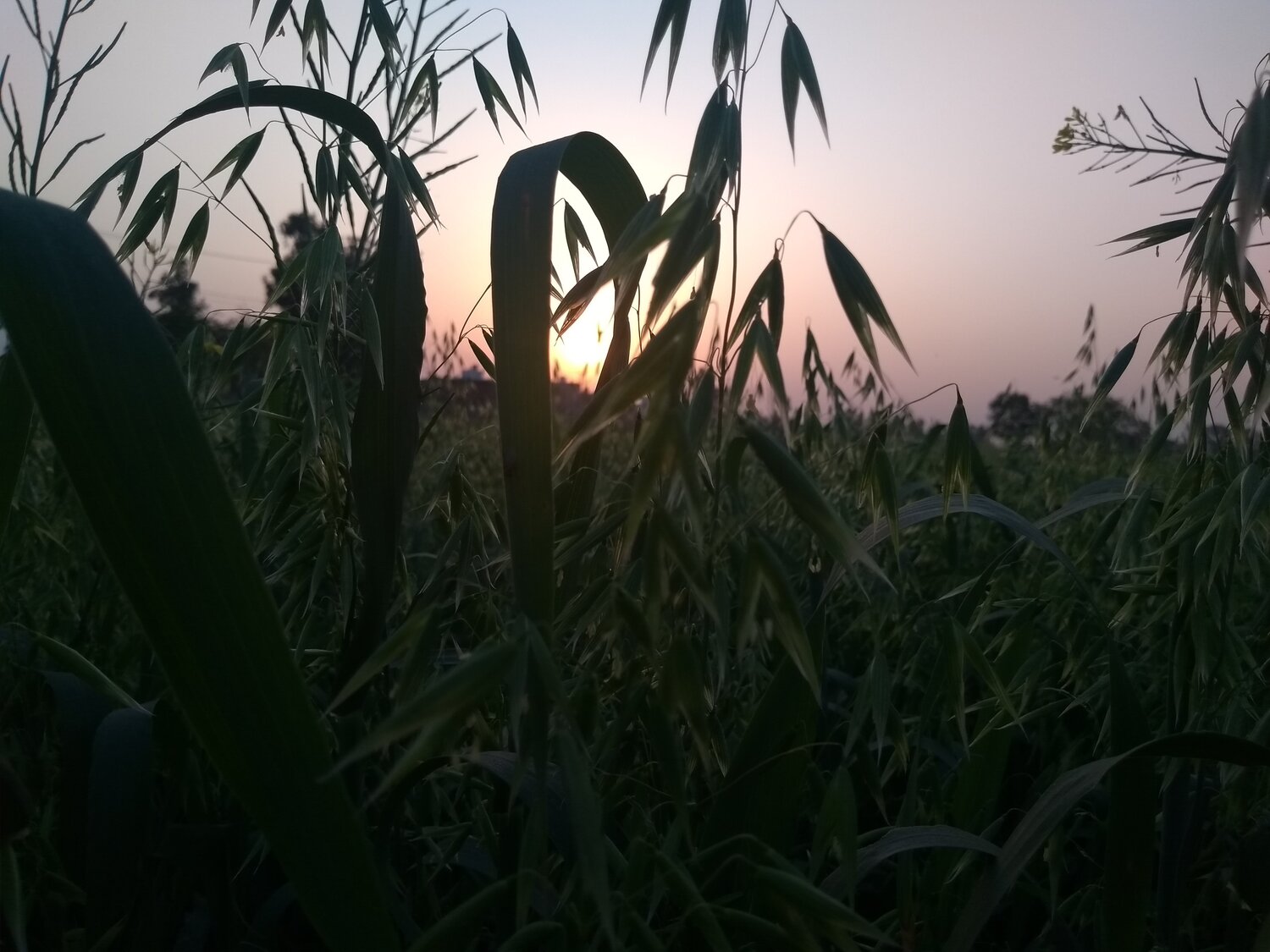 Grass