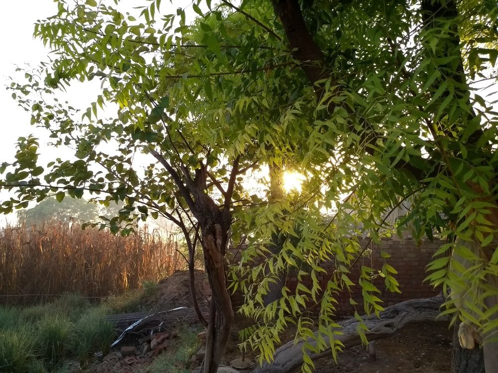Tree against sunrise