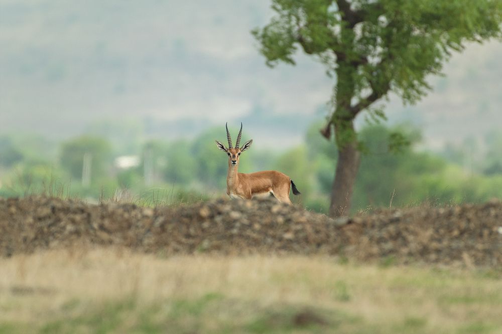 The lone Chinkara