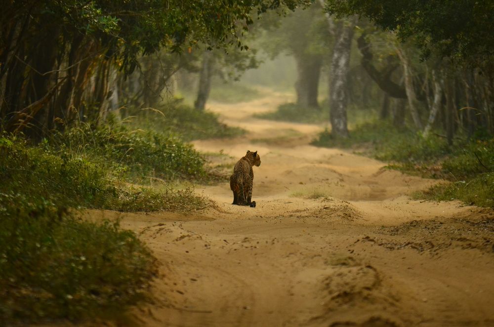 The Alone Leopard