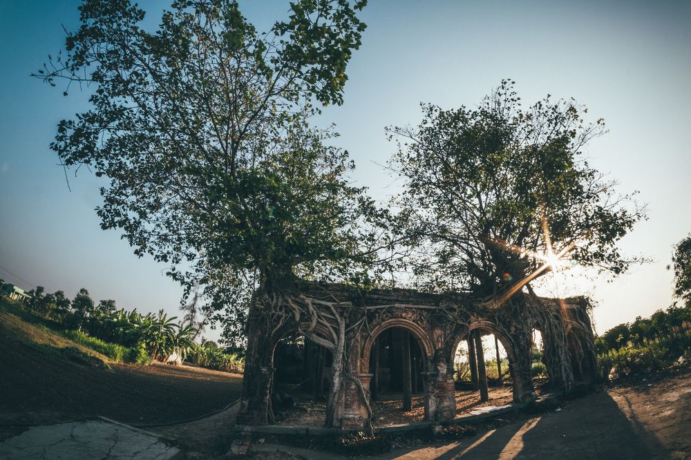 Tree on the abandoned temple