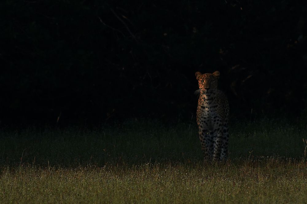Sri Lankan Leopard