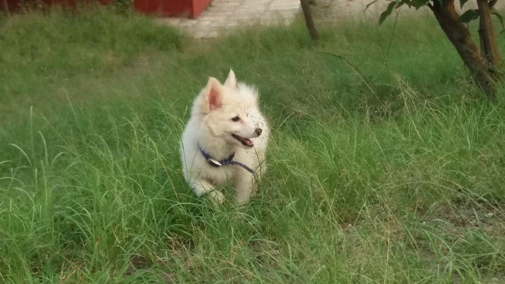 Kushi.my dog