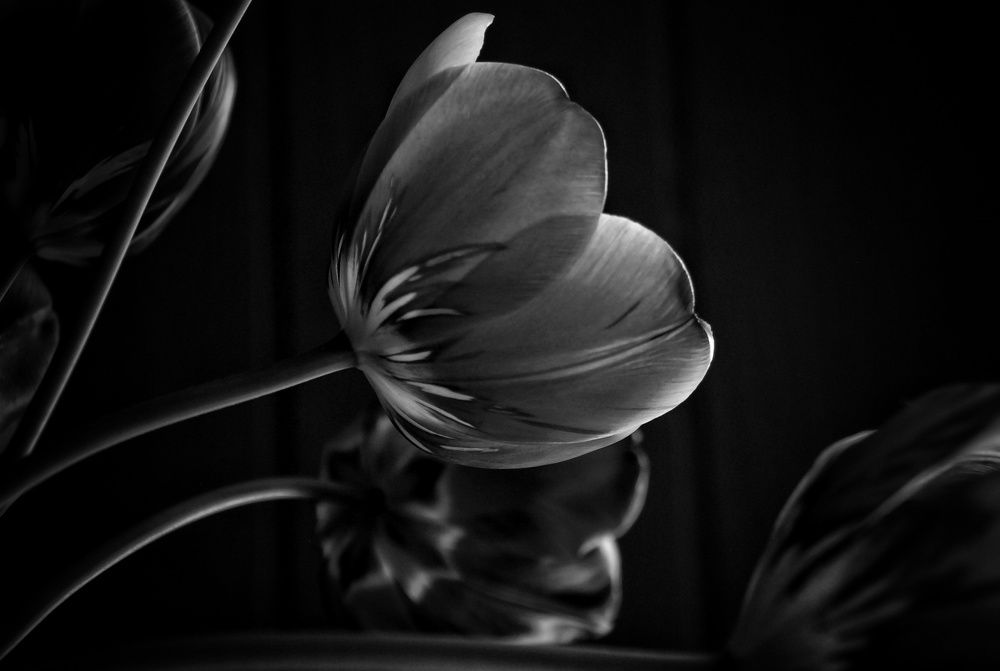 Мгновение весны