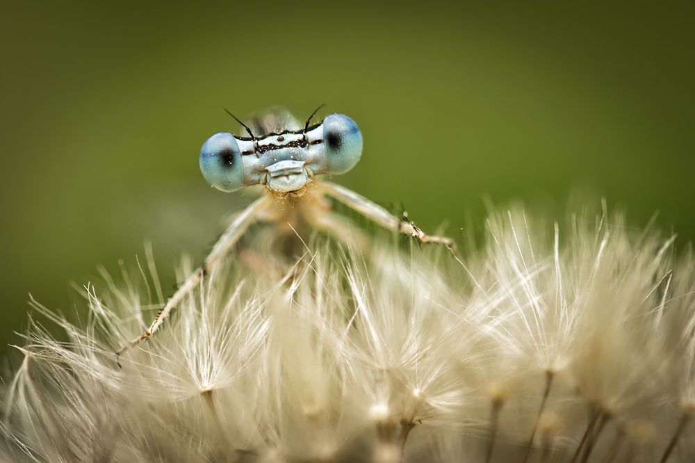 Photograph by Nicolae Fanurie Chirobocea