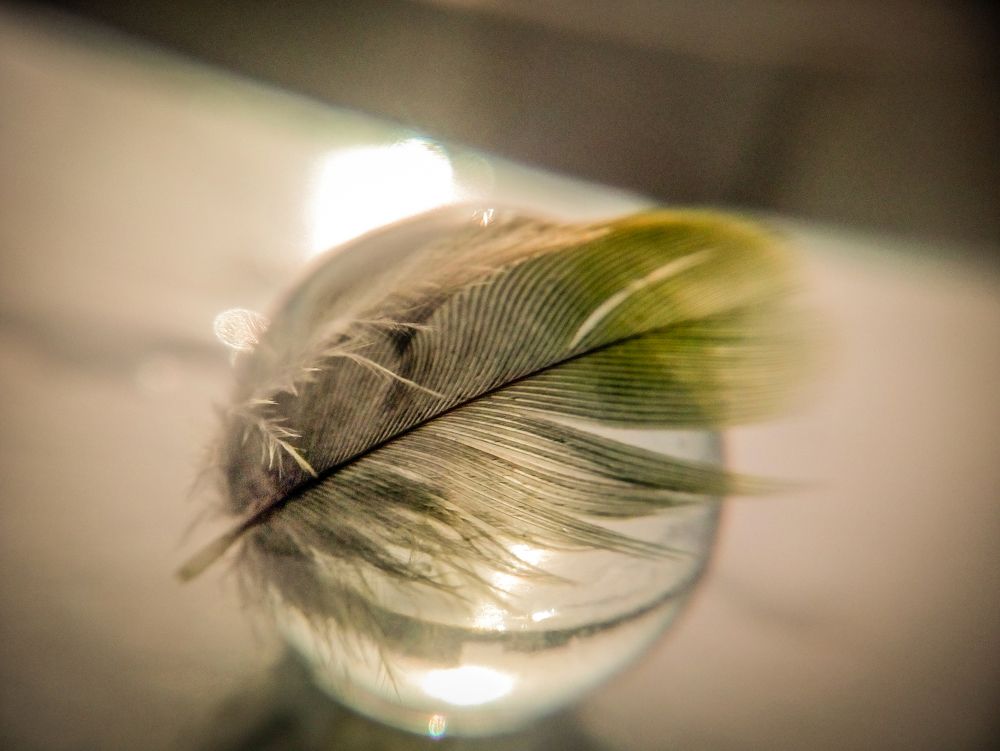 The Feather..