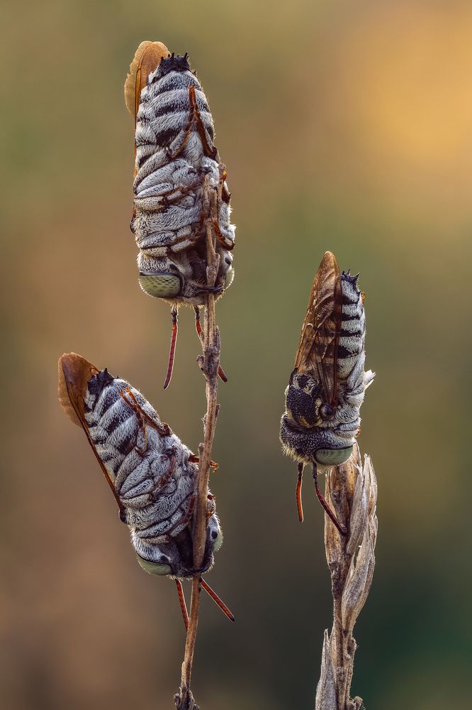 Спят усталые игрушки