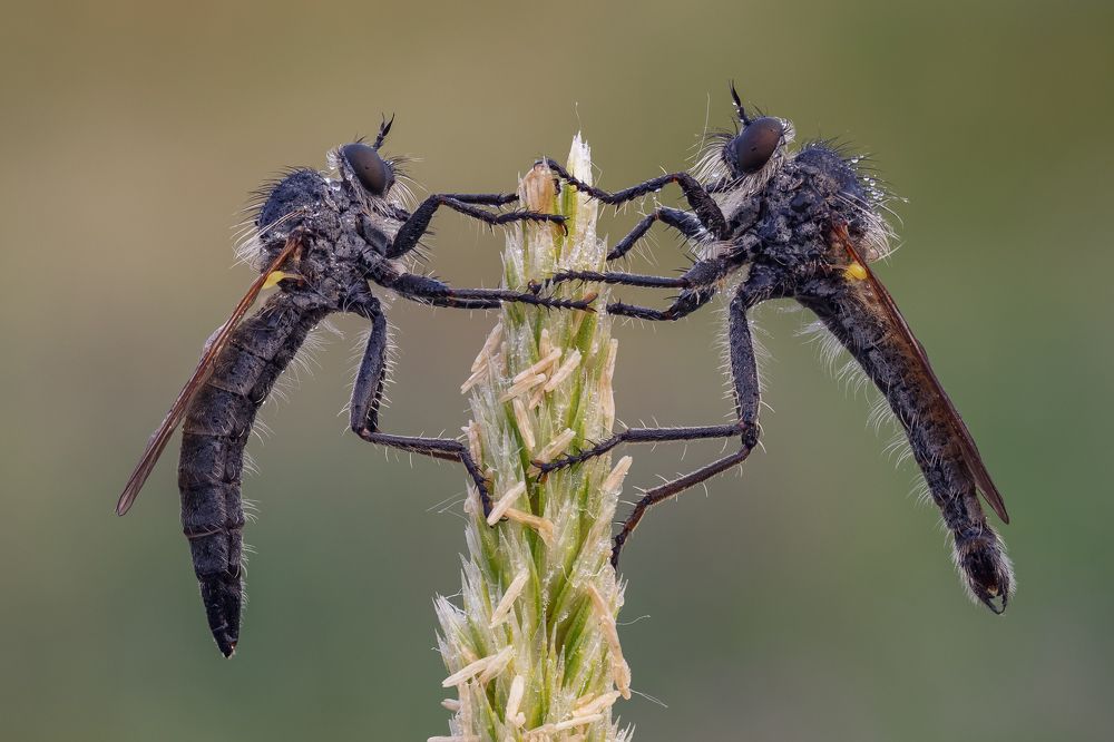 Танец рассвета