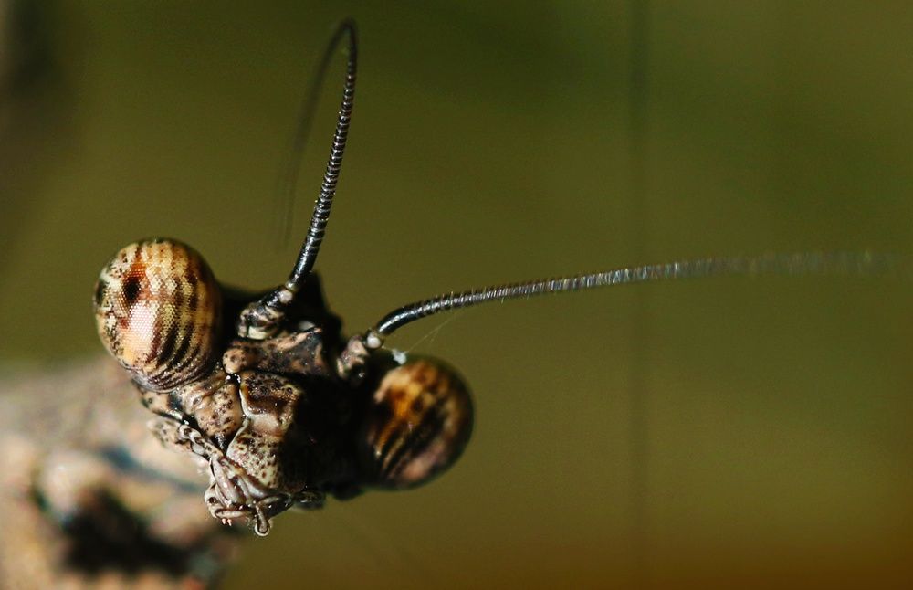 Photograph by Shafeeque Pathan