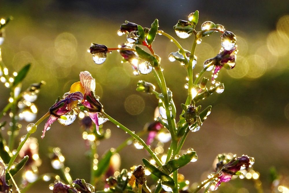 УТРЕННЯЯ РОСА