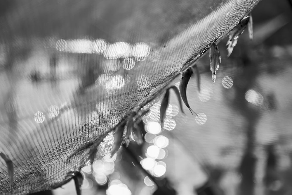 Fishing net