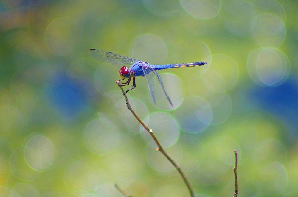 Blue Beauty & Bokeh !