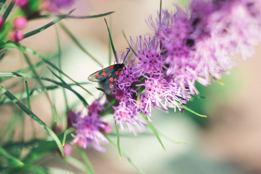 Пестрянка жимолостная