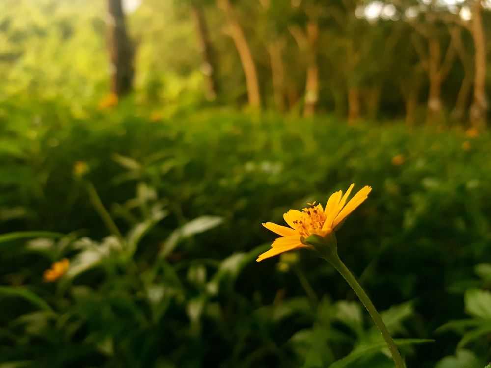 Storry of a lonely flower