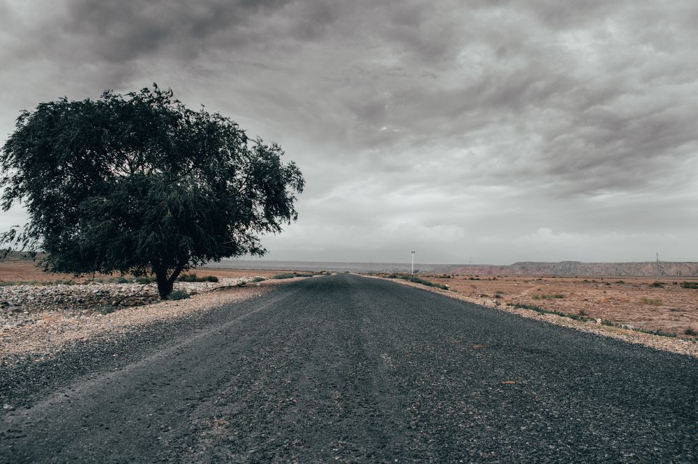 Одинокое дерево