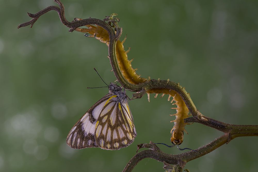 Beauty and the Beast