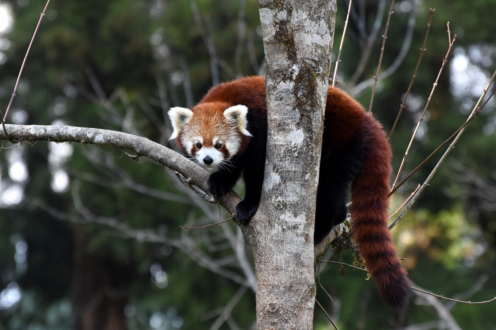 red panda