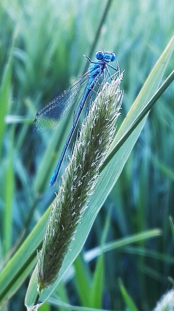 Улыбка лета