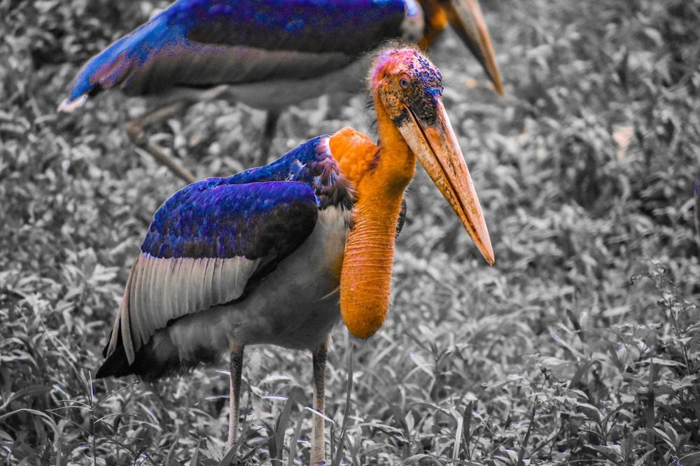 The Greater Adjutant