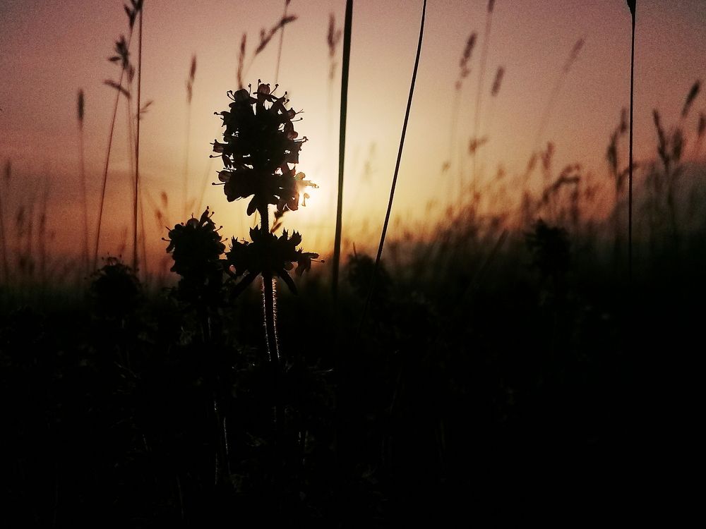 Regeneration
