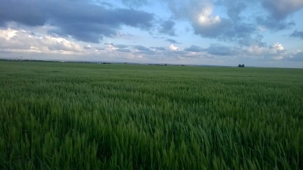 Green land & blue sky