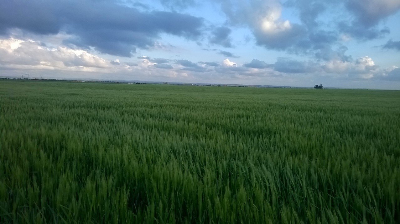Green land & blue sky