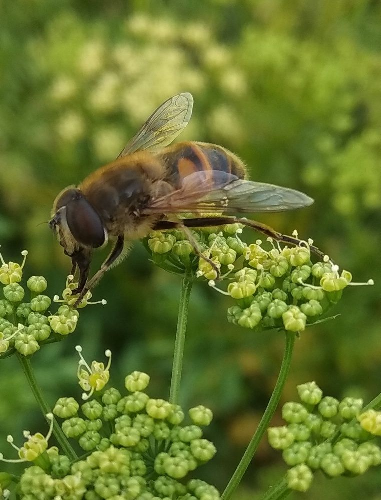 ООО...никтар)