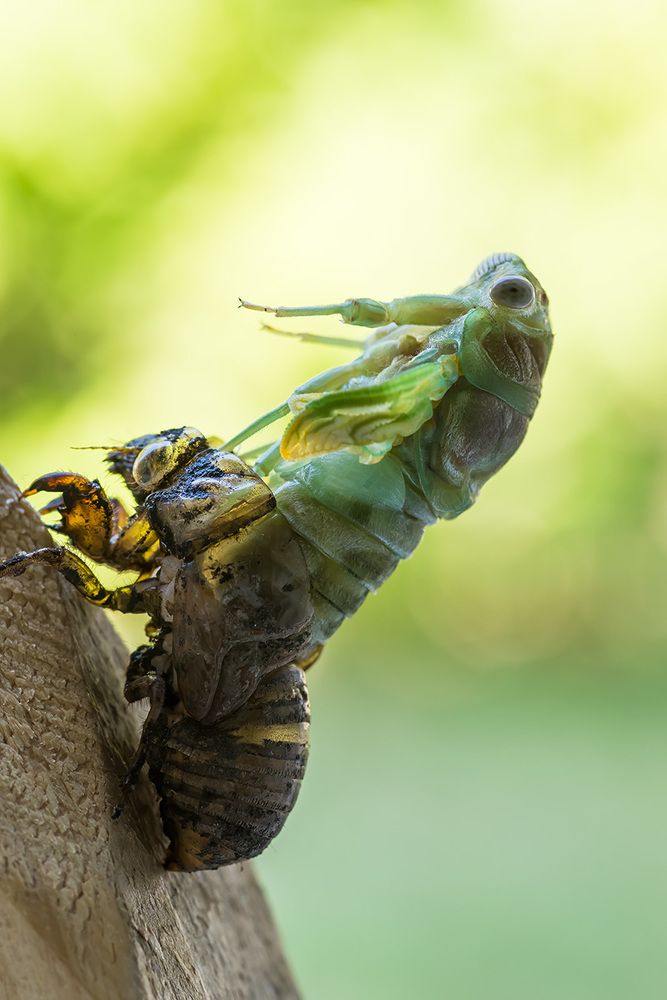 Таинство рождения ...