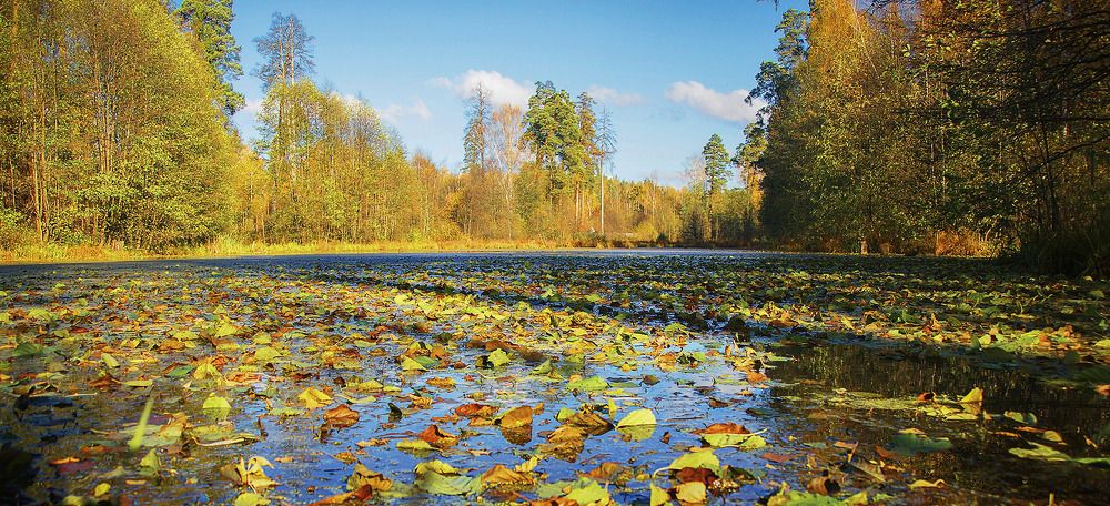 Осенние кораблики
