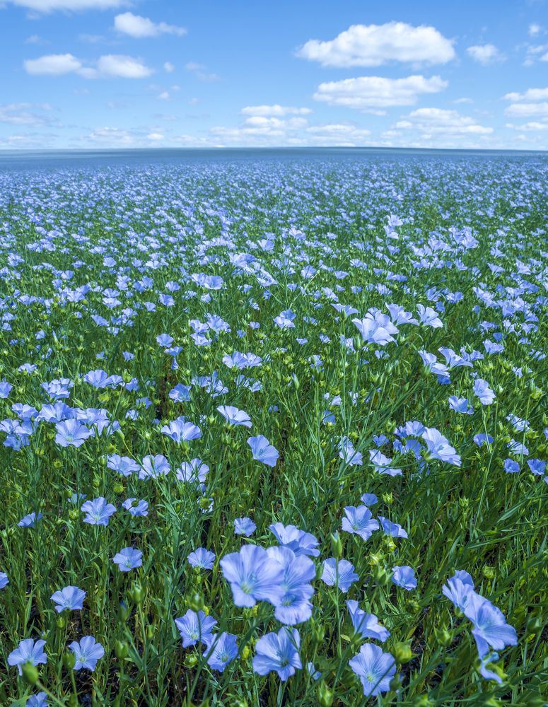 Photograph by Игорь Кляхин