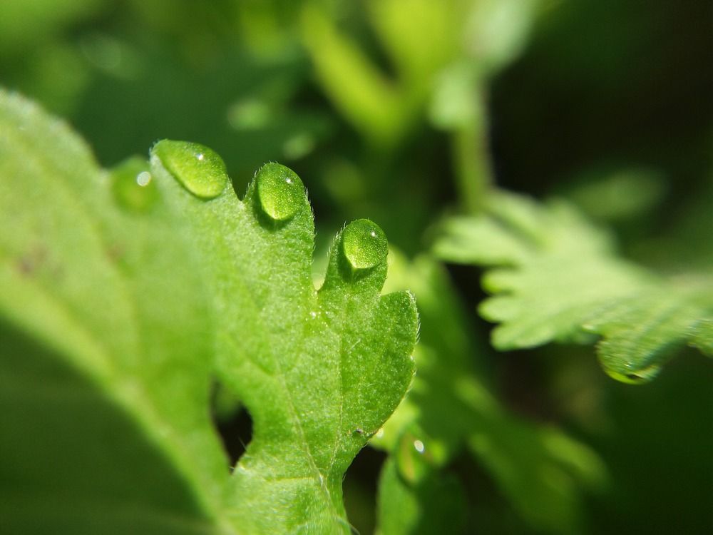 "Dew drops of life"