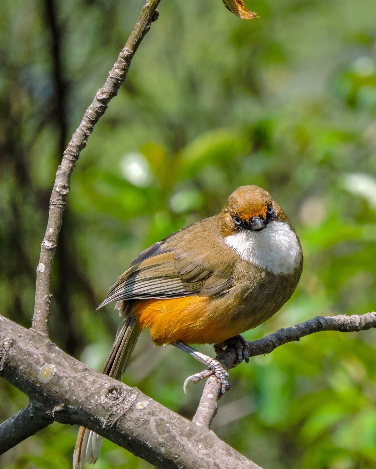 Angry Bird