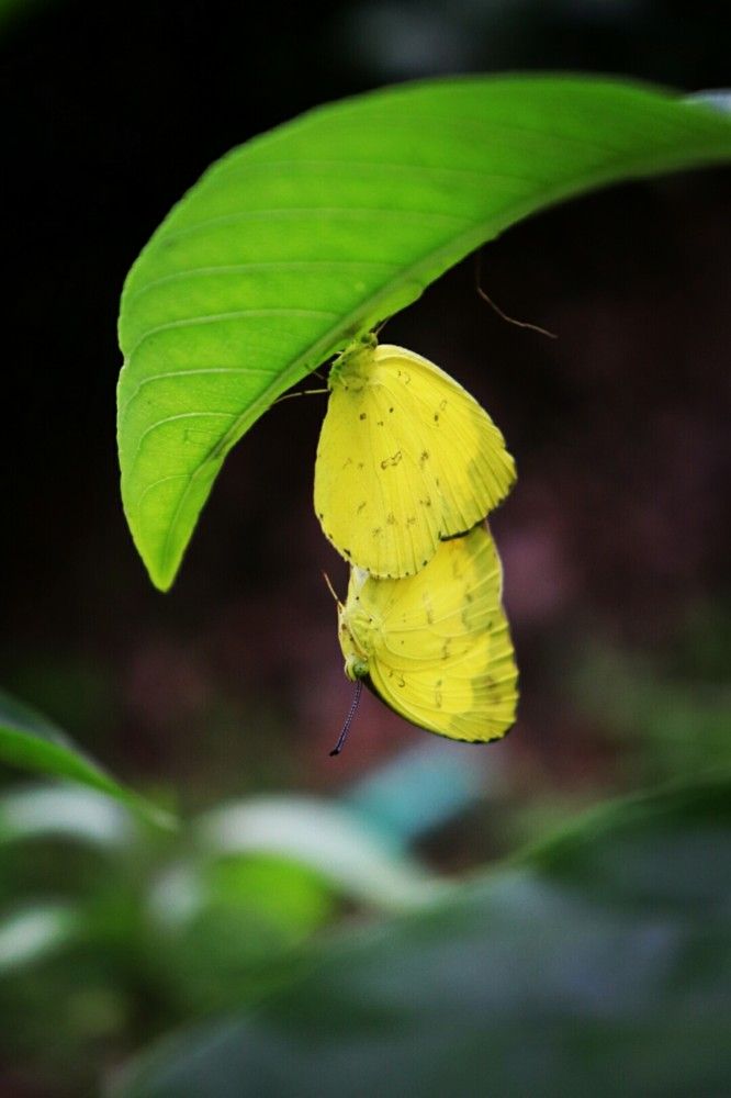 Mating