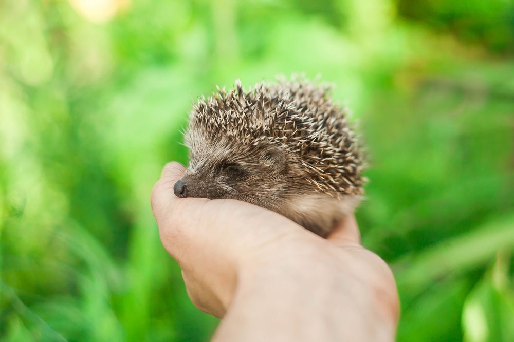 hedgehog