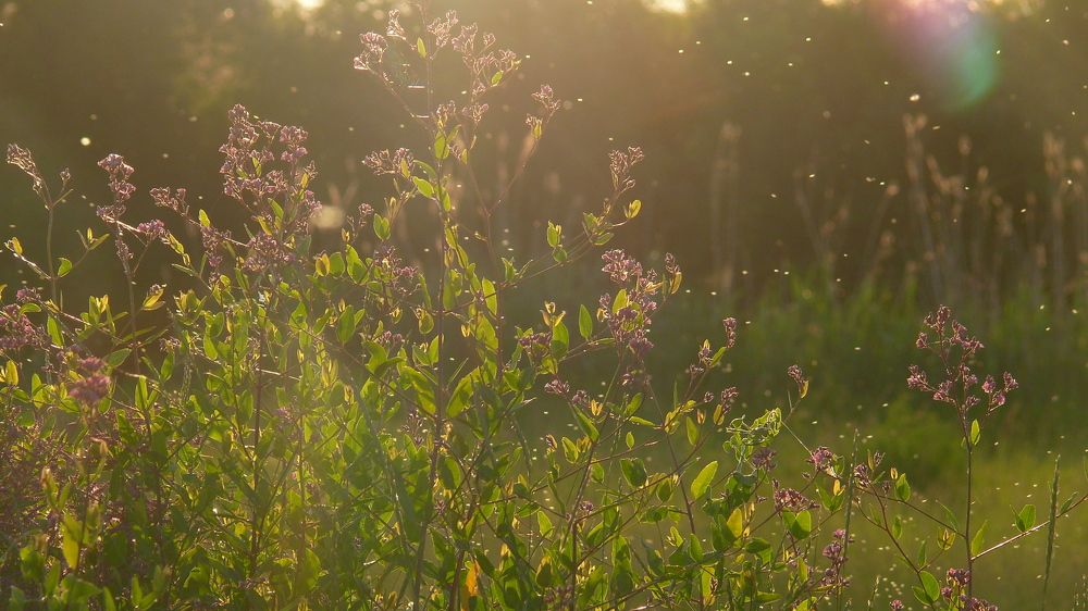 Сарматские блики