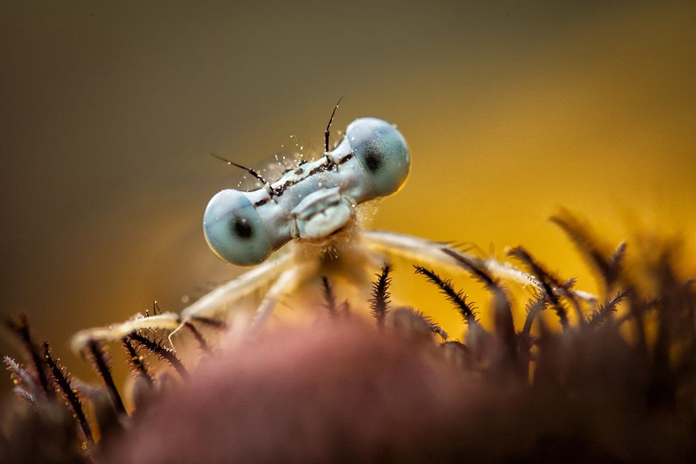 Photograph by Nicolae Fanurie Chirobocea