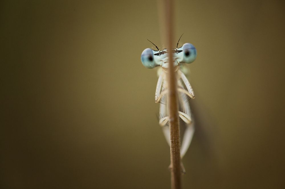 Photograph by Nicolae Fanurie Chirobocea