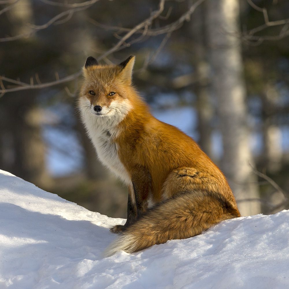 Рыжая красотка