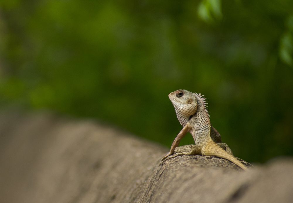 oriental garden lizard