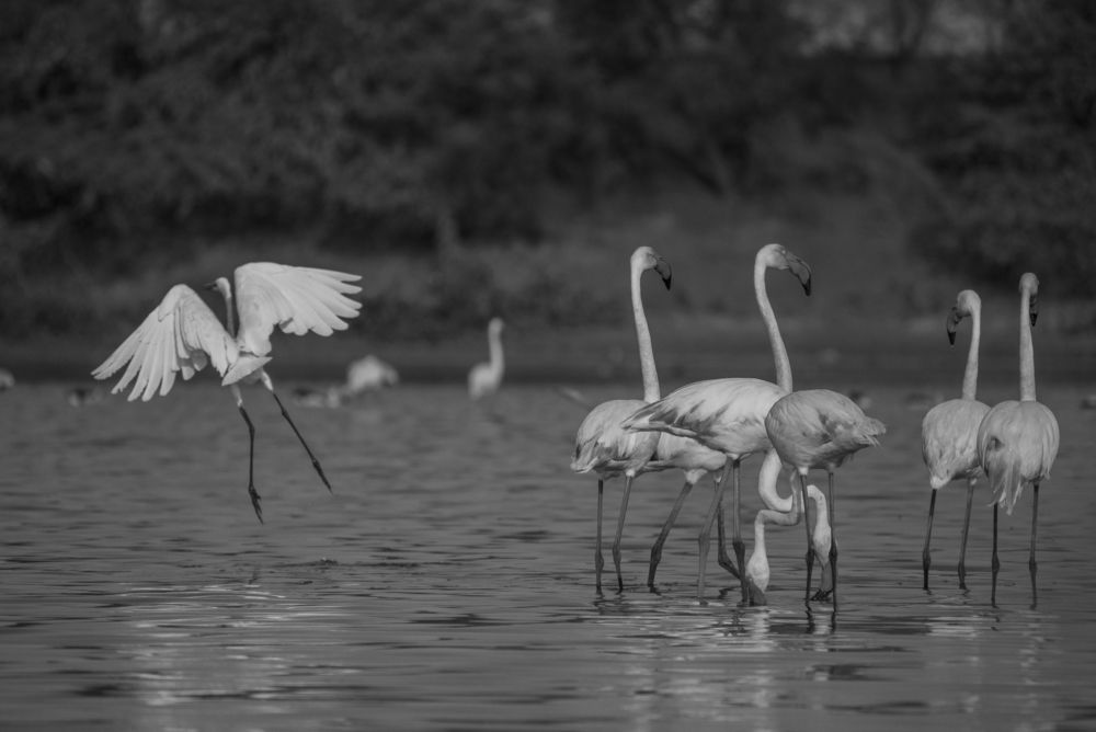 flamingos and egret flight