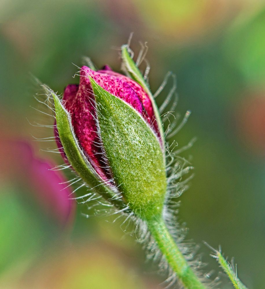 бутон герани