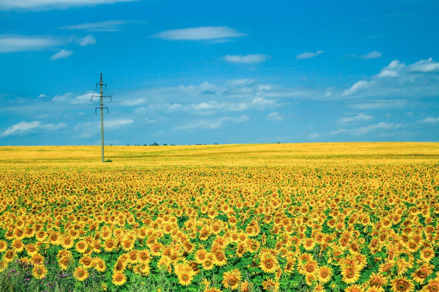 Подсолнухи