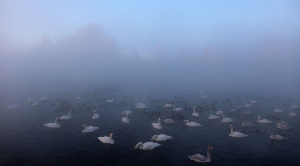 Лебединое озеро