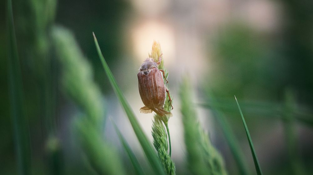 Жук, созерцающий солнце