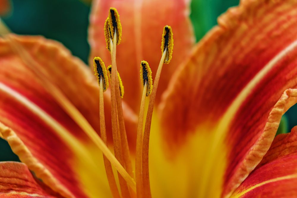 Женские балетные туфли на тонких ножках