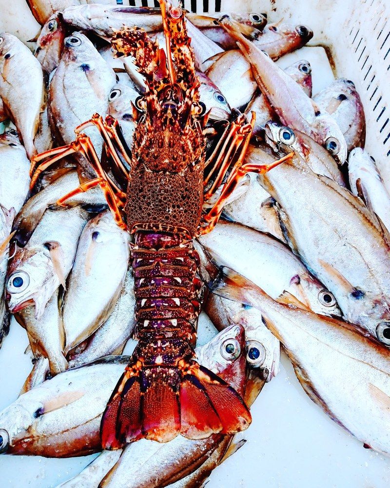 Lobster for sale