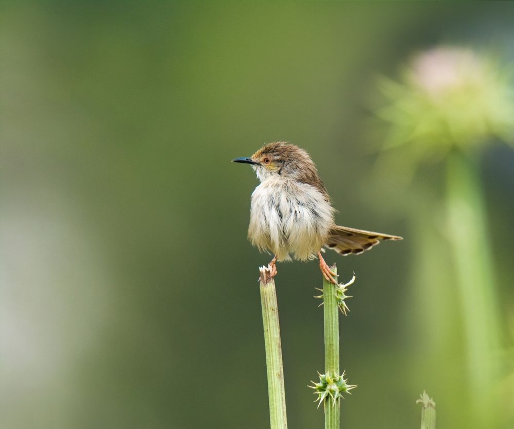 Так вот оно какое, чудо в перьях!