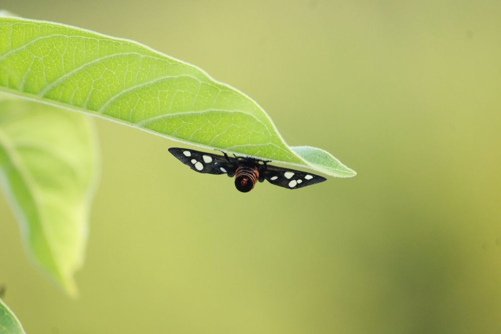 Beginning of Butterfly