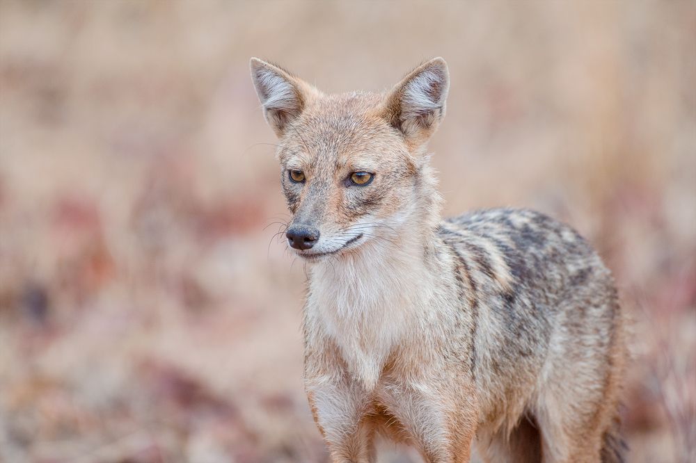 Handsome Jackal