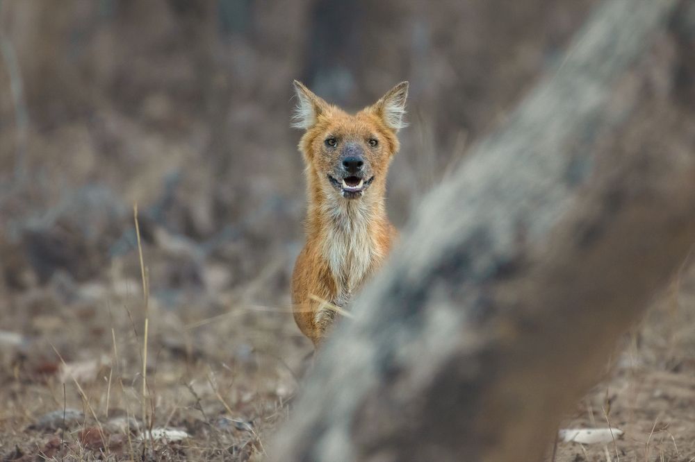 Separated from the pack